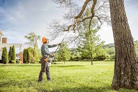 How Our Tree Care Process Works  in Beaverton, MI